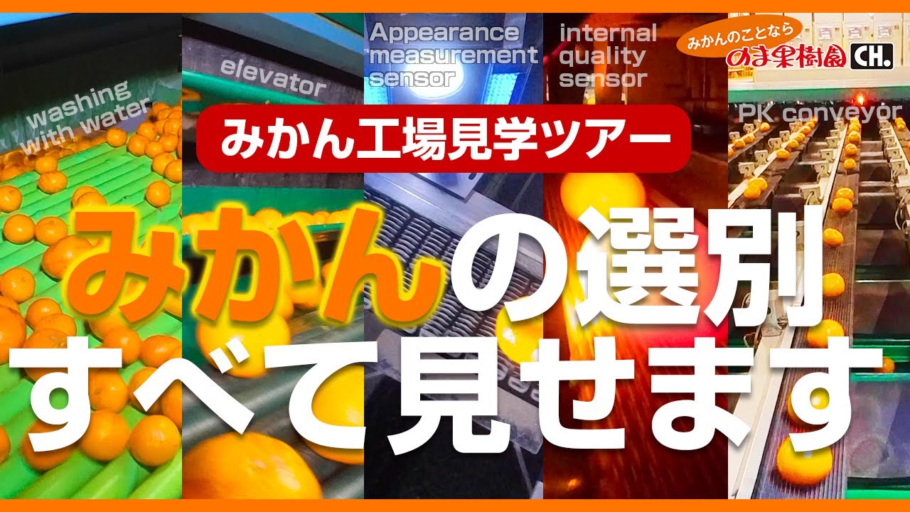 みかん工場見学ツアー】みかんの選別すべて見せます【みかんのことなら
