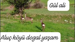 #dogal #yaşam