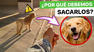 ¿Debo sacar a pasear a mi perro de 16 años?