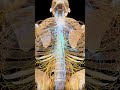 🧠⚡ The Autonomic Nervous System: Your Body's Silent Regulator ⚡🧠