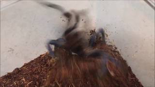Aggressive Cobalt Blue Tarantula