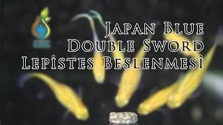 Japan Blue Double Sword Lepistes Beslenmesi Guppy Feeding