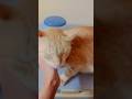 How orange cat behaves?😍#cat #orangecat #catvideos #pets #animals #youtubeshorts #shortsfeed #shorts