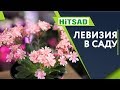 Левизия в Саду 🌺 Посадка и Уход 🌺 Советы От Хитсад ТВ