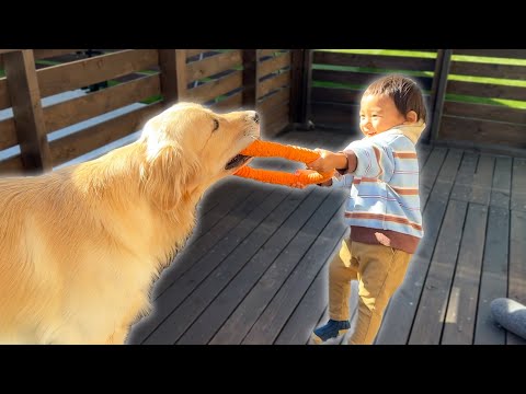 一歳児に手加減する優しい愛犬がこちらです