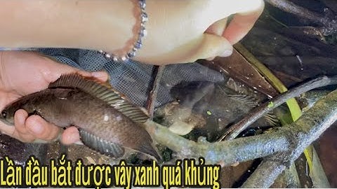 Lần đầu my phát hiện được cặp cá lóc vây xanh quá khủng