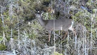 Deer spotted with drone