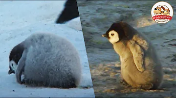 こうていペンギン