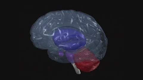 Microplastics found in human brains, new study says