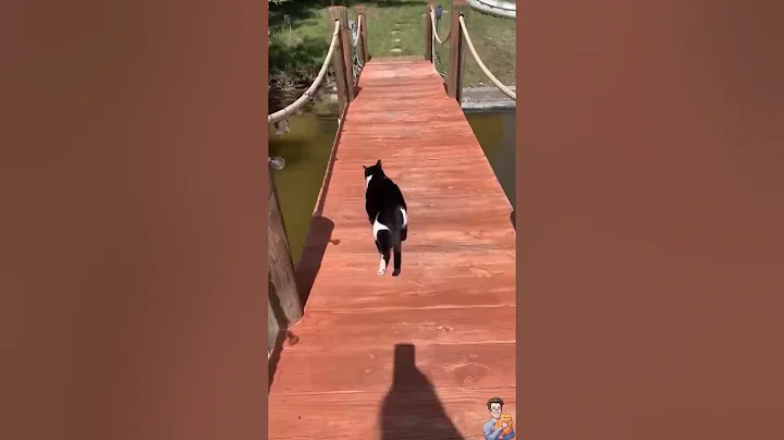 Video 11428571: cat collection, cat entertainment, funny cat