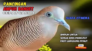 Perkutut Lokal Agar Cepat Bunyi dengan Suara Ini! PANCINGAN PERKUTUT LOKAL GACOR | Zebra Dove 225