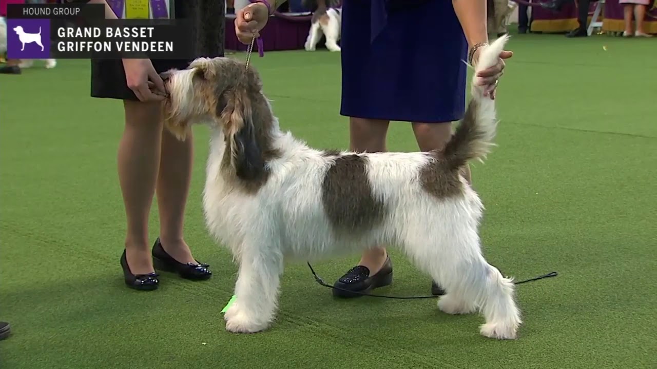 Grand Basset Griffon Vendeens | Breed Judging 2020 - YouTube