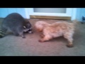 Raccoon Attacking Dog.mp4