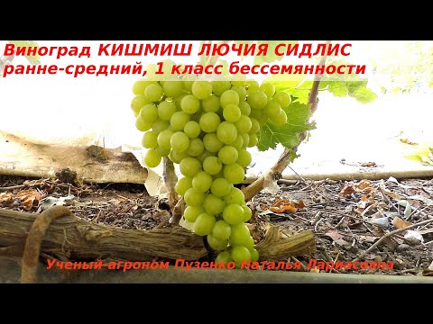 Виноград КИШМИШ ЛЮЧИЯ СИДЛИС  1 класс бессемянности- без косточек, без рудиментов (Пузенко Наталья)