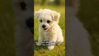 Cómo Este Ser Tan Pequeñito Puede Dar Una Ternura Tan Grande?