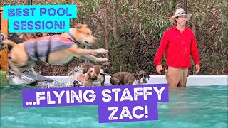 Best Pool Session! Swiss Ball in the Pool … and Zac the Staffy FLIES!