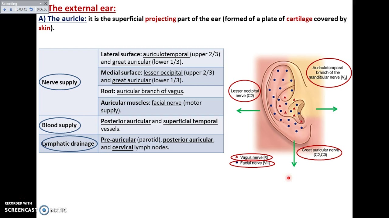 The Ear (1) - External Ear - Dr. Ahmed Farid