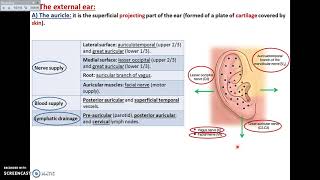 The Ear (1) - External Ear - Dr. Ahmed Farid