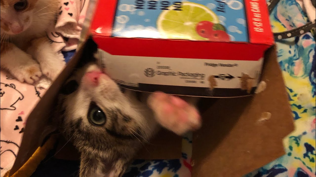Kittens And The Big Seltzer Box YouTube kittens-and-the-big-seltzer-box-youtube