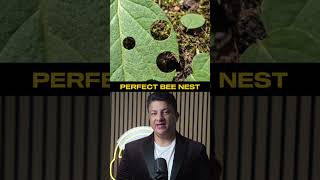 😱 Leaf Cutter Bee Engineering  Nature Design  Latest Update