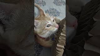 #razor #cute #cat #shortvideo