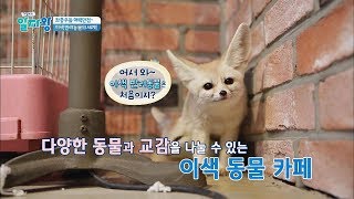 (매력만점♥) 교감까지 할 수 있는 이색 동물 카페 TV정보쇼 알짜왕 55회