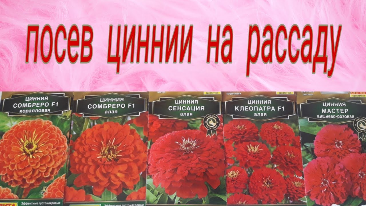 Цинния посев семян на рассаду. Цинния сенсация алая. Цинния Сомбреро алая.