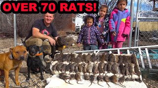 Ratting With TWO Pit Bulls at the Same Time?!?!?! by Joseph Carter the Mink Man 227,069 views 1 month ago 43 minutes