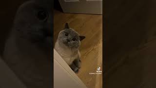 cute cat video | credit abu antar | cute cat cutecat animals