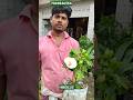 Mind blowing Hibiscus with Price #shorts #price