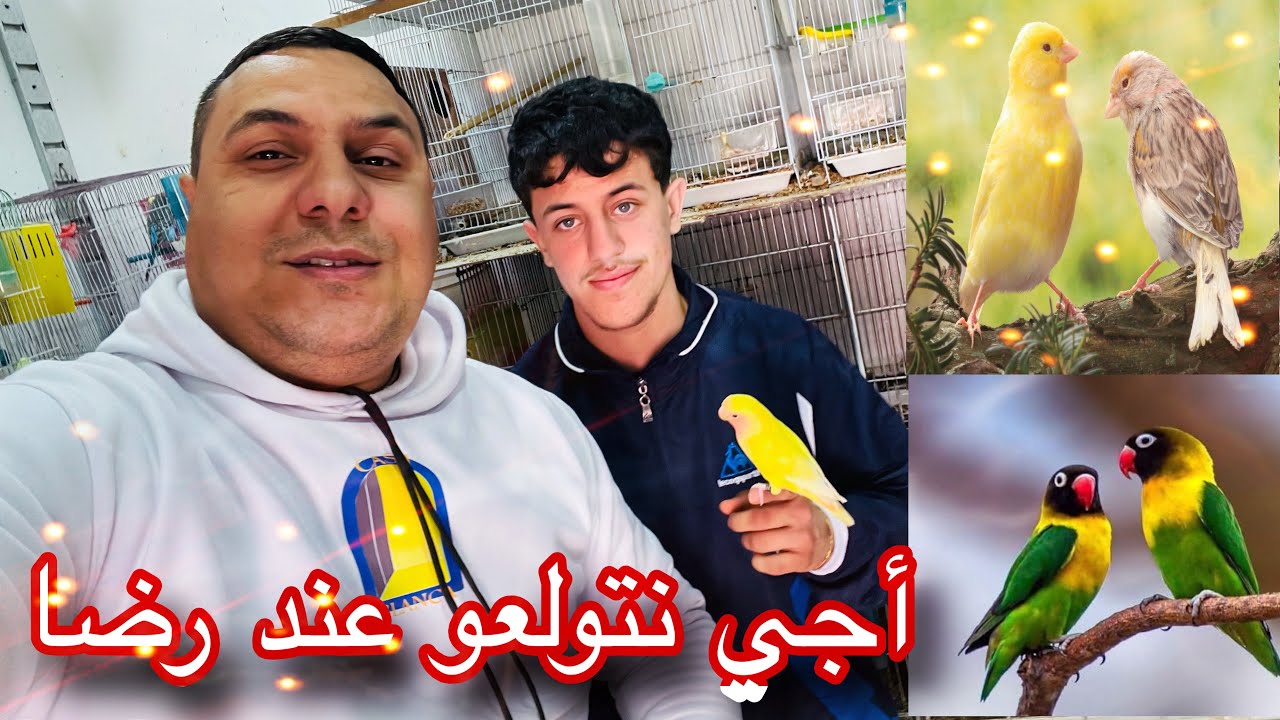 طيور 🦜للبيع عند الصديق👍 رضا مرحبا🇲🇦 بالجميع🤩 :تاريخ 11/2/2026الهاتف:0619227462