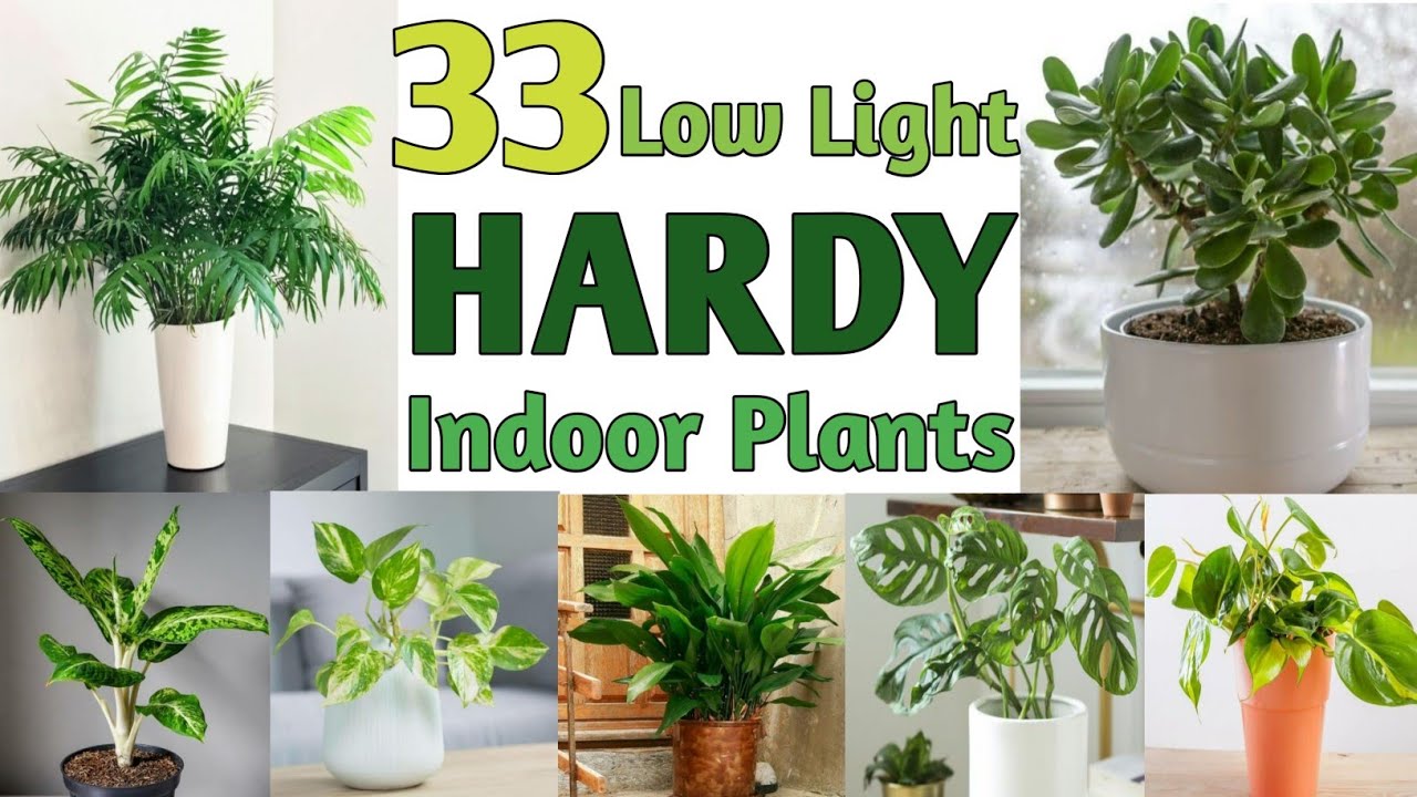 33 Low Light Hardy Indoor Plants | Best Hardy Indoor Plants | Plant and ...