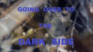 DARKFIELD MICROSCOPY