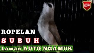 PANCINGAN TRUCUKAN ROPEL SUBUH, trucuk lain AUTO EMOSI GACOR