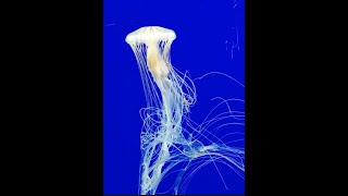 Beautiful Jellyfishes by Tourism Zone 16 views 1 year ago 1 minute, 56 seconds