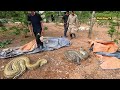 The roar of 2 giant pythons laying eggs | Fish King TV