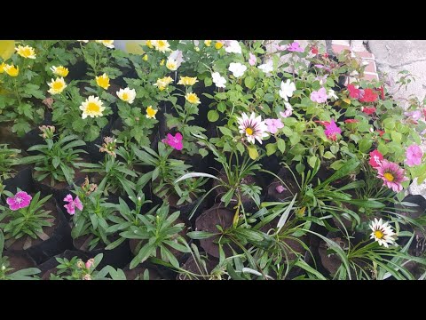 Video: Secretos Para Las Plántulas De Flores