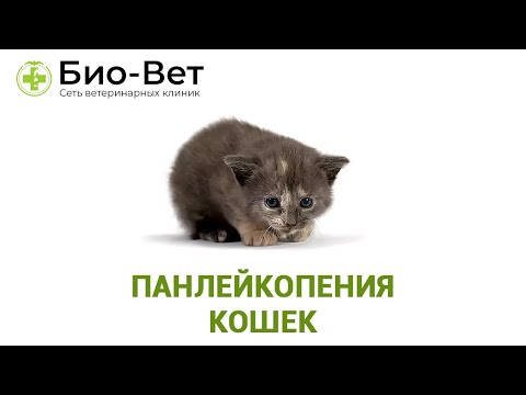 Панлейкопения кошек. Ветеринарная клиника Био-Вет.