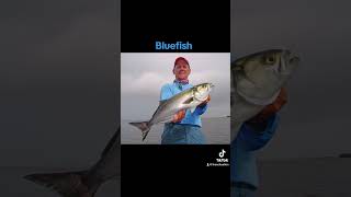 Best fish to catch in Massachusetts