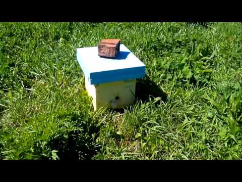 Облет пчелиной матки