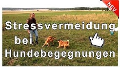 Hund Ist An Der Leine Aggressiv Gegenüber Anderen Hunden Hund Ist An Der Leine Aggressiv Gegenüber Anderen Hunden