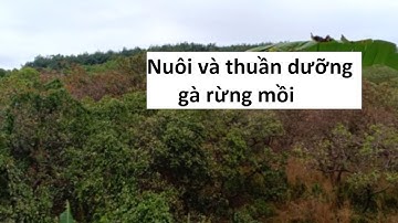 Hướng dẫn luyễn gà mồi đi cánh mà mau ra rừng gáy, chỉ cần mấy bước đơn giản