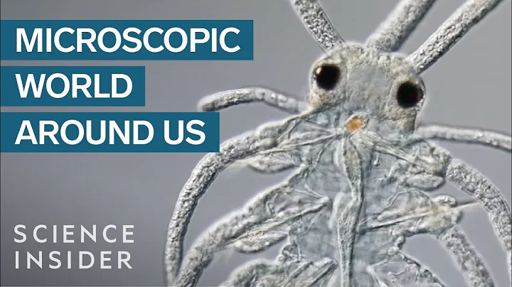 Award-Winning Footage Of The Microsopic World Around Us - DayDayNews