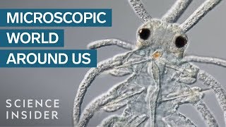 AwardWinning Footage Of The Microsopic World Around Us