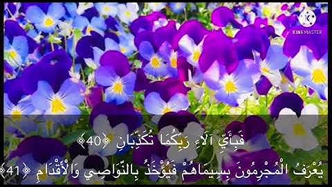 سورة الرحمن بصوت الشيخ هاني عيد .. تلاوة تريح القلب والعقل ❤️❤️