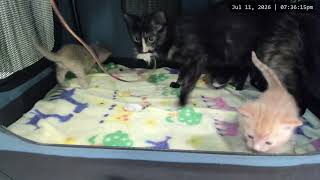 Kitkat Playroom: Widget discovers a wand & a kitten party erupts!