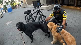 Dogs and TMU Security 🐕🐕‍🦺🚶🏼‍♂️  👮‍♂️👮‍♀️🚴‍♀️🚴‍♀️🚴‍♀️ by Chien Lunatique 1,226 views 3 weeks ago 3 minutes, 3 seconds