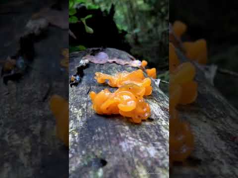 ДРОЖАЛКА ОРАНЖЕВАЯ - СЪЕДОБНА ДАЖЕ СЫРАЯ