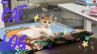 고양이 브이로그 | 오남매 캣로그 vol.3 | 4월 고양이 | Apr monthly cats | 우당탕탕 쪼리보마조이 by 쪼보해조리 2,115 views 1 year ago 36 minutes