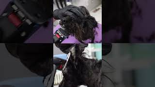 Dog With The Dreadlocks  #dog #grooming #neglected #shaving #transformation #rescue